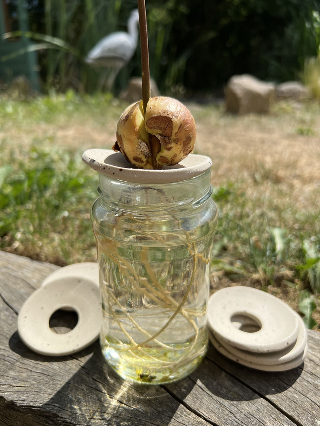 Bobèche (coupelle à germination)